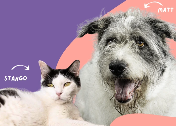 Immagine che raffigura Asilo del Cane in Festa