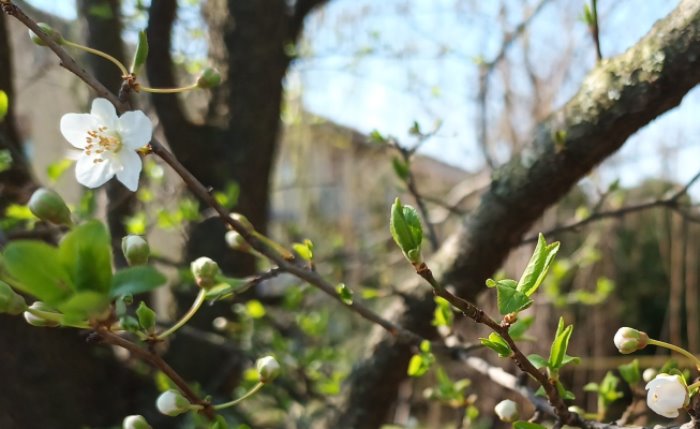 Immagine che raffigura Camminando nel Parco
