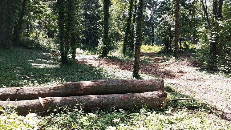 Immagine che raffigura Lavori forestali nel Parco GruBrìa a Paderno Dugnano
