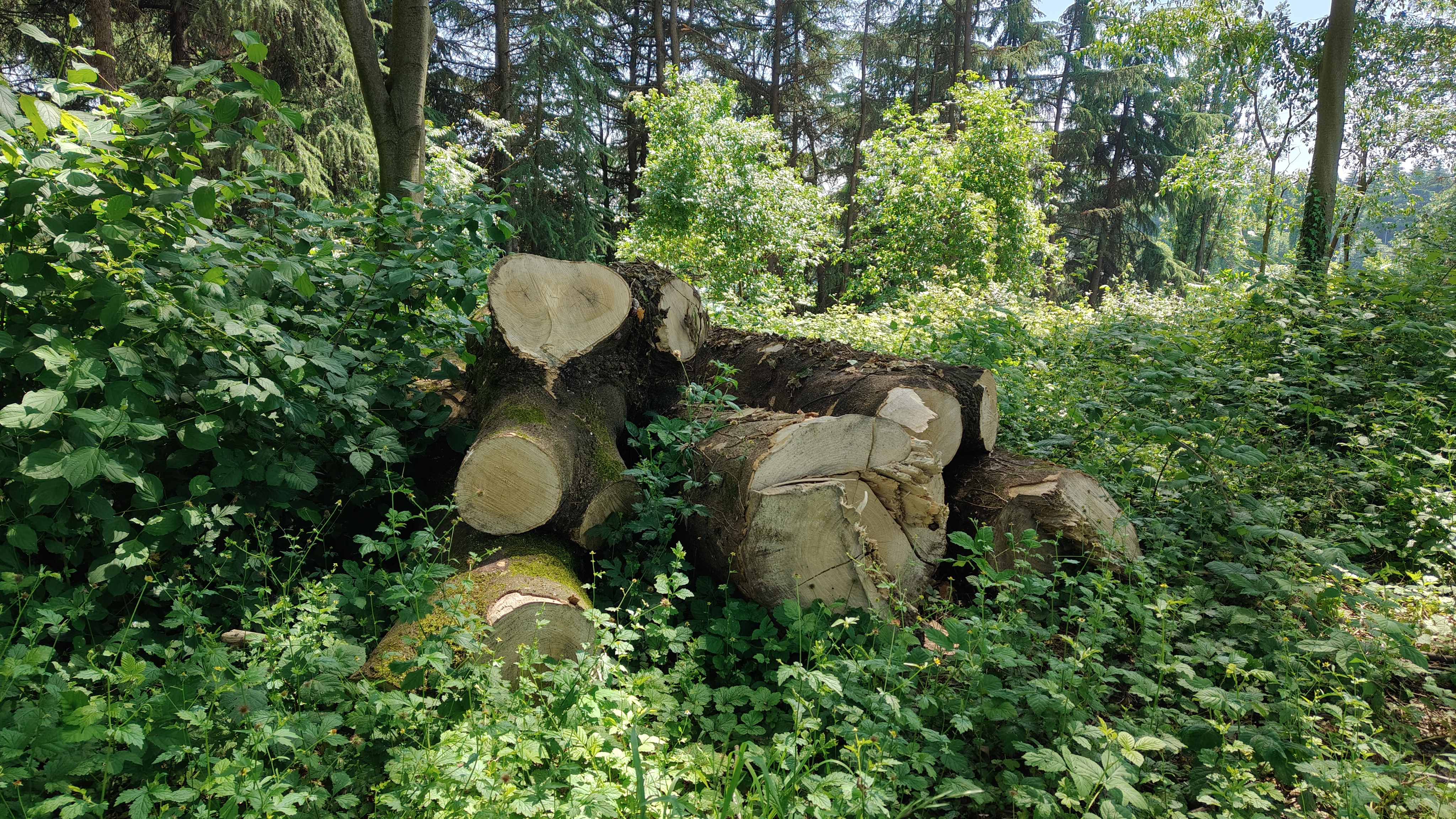 legna lasciata in loco-la natura fa il suo corso_2