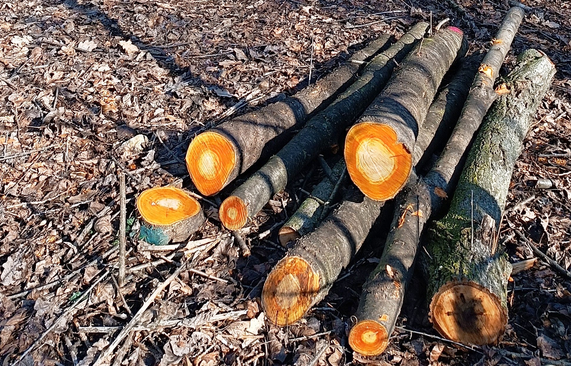 legna lasciata in loco_1_mod