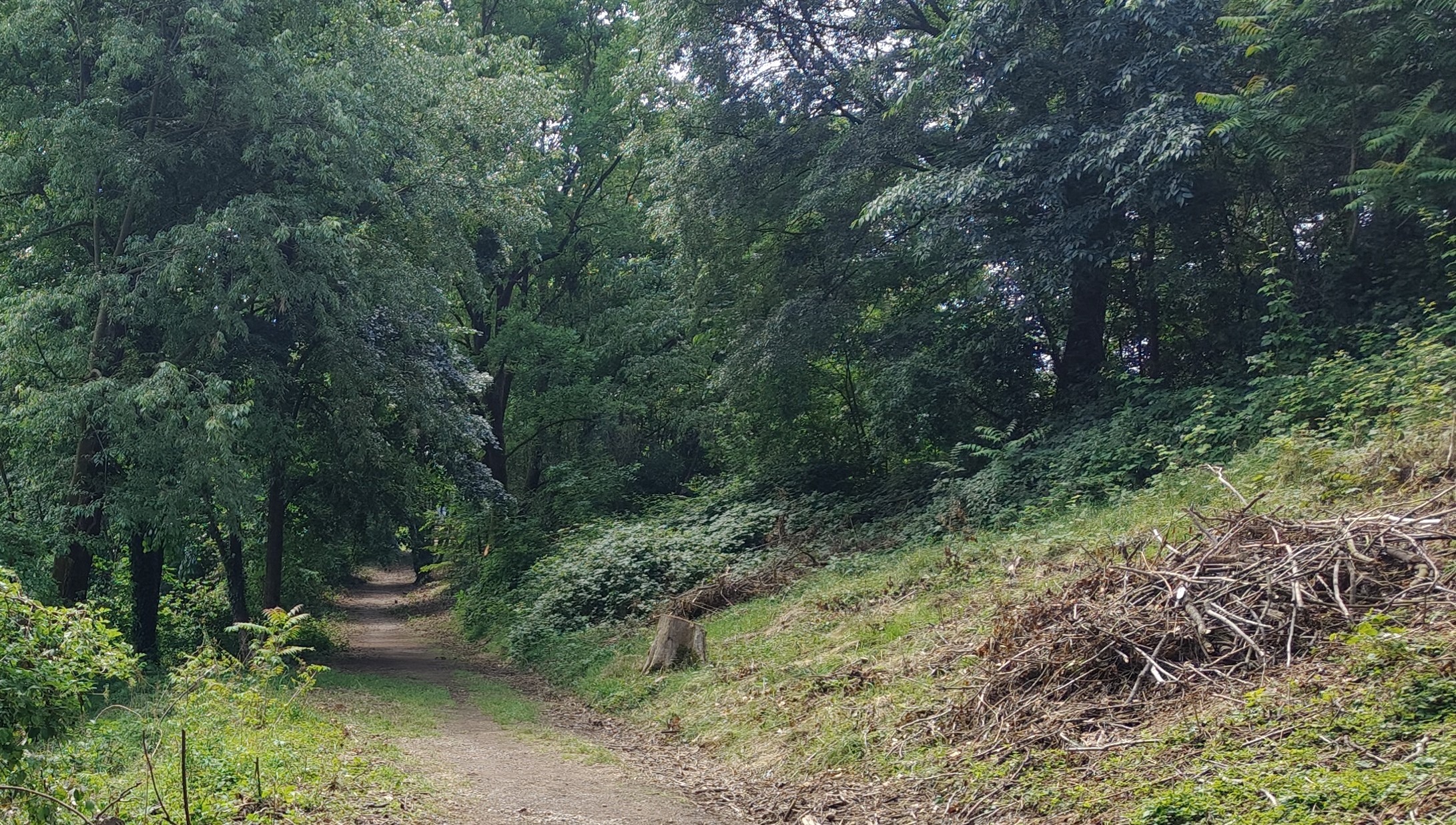 legna lasciata in loco_2