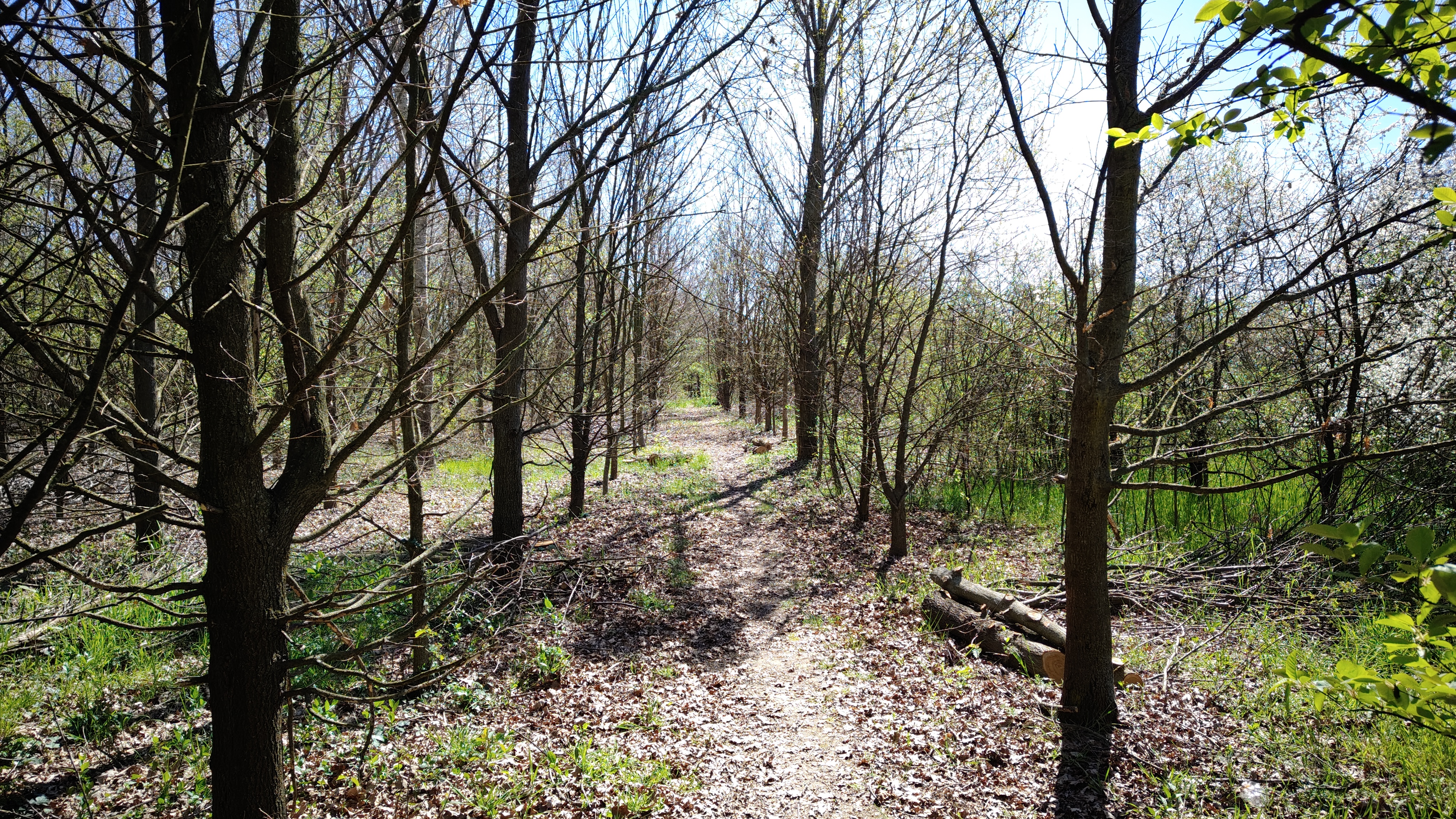 legna lasciata in loco_3